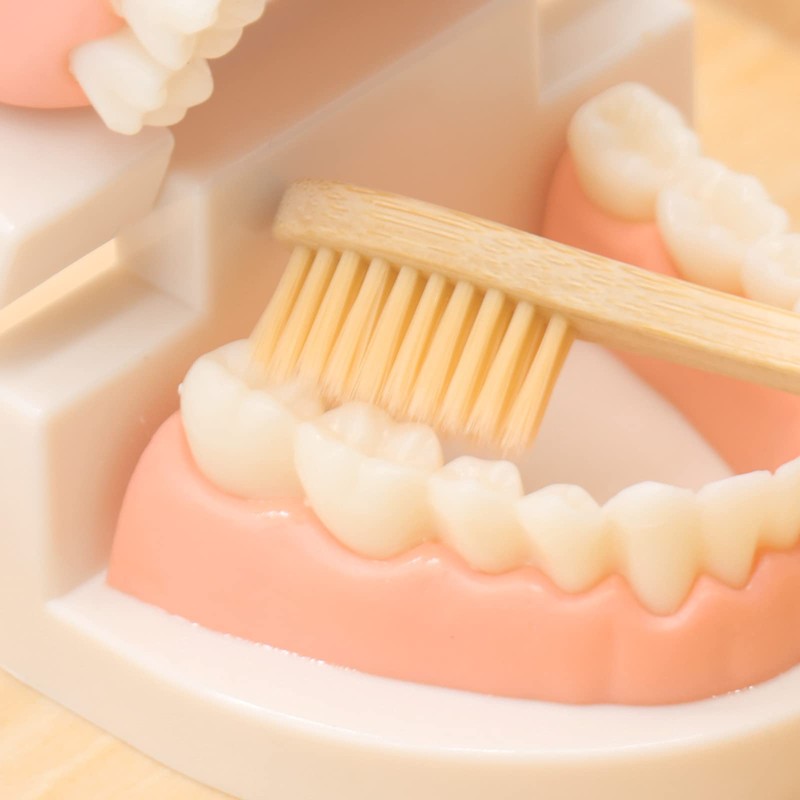 Montessori Practical Life Brushing Teeth Model and Cards Montessori Homeschool