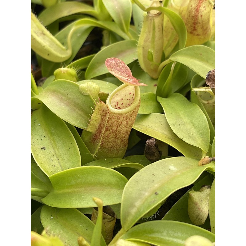 Nepenthes Sanguinea Pitcher Plant - Live Carnivorous - Beginner Friendly