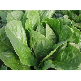 Parris Island Cos Green Romaine Lettuce Seeds- 1,000+ Seeds by Ohio Heirloom Seeds