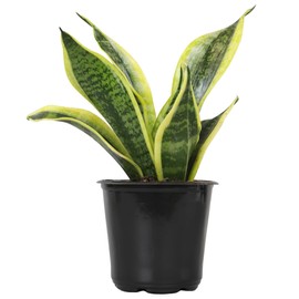 Altman Plants Live Snake Plant (Superba), Approx. 13" Tall, Virtually Indestructible, Easy Succulent Houseplant, 4 in Pot