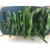 Cactus Red Dragon Fruit 2 Cutting 9-14" Hailey's Comet