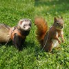3 Pack Bearded Dragon Leash and Harness Set Adjustable Soft