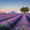 OLILLY 2022 HARVEST - Sachets of Lavender from Provence –