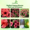 Outsidepride Papaya Periwinkle Seeds for Planting – 100 Pcs Annual,