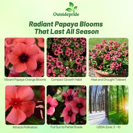 Outsidepride Papaya Periwinkle Seeds for Planting – 100 Pcs Annual, Fast-Blooming, Heat & Drought Tolerant Vinca Flower Seeds with Vibrant Colors Ideal for Gardens, Beds, Borders & Containers