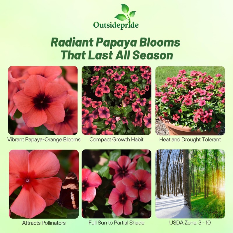 Outsidepride Papaya Periwinkle Seeds for Planting – 100 Pcs Annual,