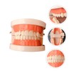 BIUDECO Standard Teeth Model for Teaching Friendly Typodont Demonstration for