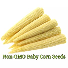 Honest Seed Co. Baby Corn Seeds for Pickling | Non-GMO | Heirloom | Fresh Garden Seeds - 25+