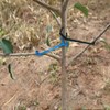 DVECUE Branch Limb Spreaders for Fruit Trees Apple Tree Limb