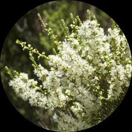 Living Libations Rosalina Essential Oil, 30ml