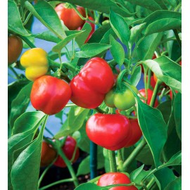 Honest Seed Co Pimento Sweet Mild Pepper Seeds | Non-GMO | Heirloom | Fresh Garden Seeds USA