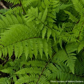 Perennial Farm Marketplace (Athyrium filix-femina 'Lady in Red') Hardy Fern, Size-#1 Container, Lime Green and Burgundy Fronds
