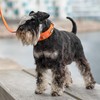 DOG Copenhagen Urban Explorer 3.0 Collar, Desert Dune, Small