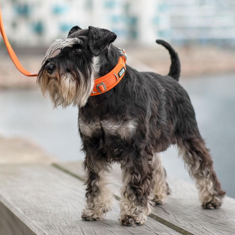 DOG Copenhagen Urban Explorer 3.0 Collar, Desert Dune, Small