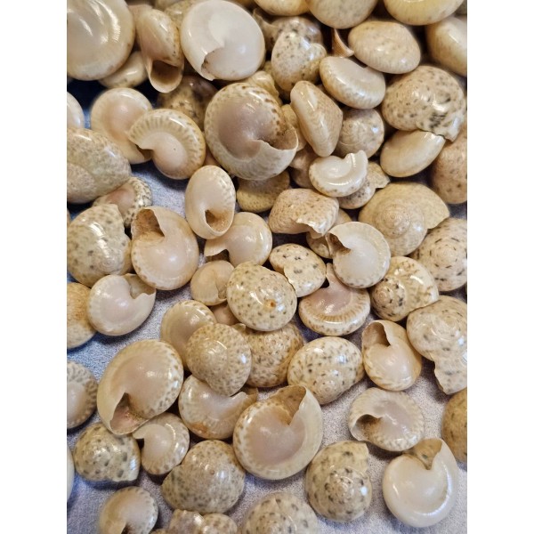 Shorely Yours Decor WHITE UMBONIUMS, Jewelry Supply, Shell Crafts, Floral