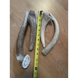 Undisclosed Large | Whole Elk Antler Dog Chew - Ct 1, Large Dogs -Montana Made