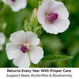 Earthcare Seeds - Marshmallow Herb Seeds – 300 Seeds (Althaea officinalis) – Heirloom, Non-GMO, Open Pollinated – Easy to Grow Medicinal Herb for Garden or Tea