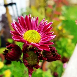 Gaillardia Indian Blanket Wild Nice Garden Flower Butterflies Garden - 200 Seeds, Mix Color
