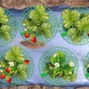 Pumtus 20 Pack Strawberry Supports, Strawberry Plant Stand With 3