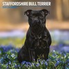 Staffordshire Bull Terrier 2025 Traditional Calendar