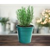 BUZZY Seeds Rosemary Holiday Herb Garden Grow Pail - Indoor
