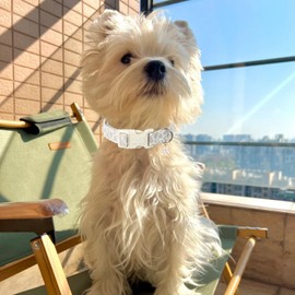 Maca Bates Fall Dog Collar Red Maple Leaf Print Autumn Dogs Collars Durable Comfortable Adjustable Puppy Colar Birthday Gift for Extra Small Medium Large Girl Boy Female Male Pet with White Buckle