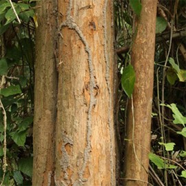 Rosewood Essential Oil 10ml Ingredients for Making Soap and Cosmetics / 로즈우드 에센셜오일 EO 10ml 비누 화장품 만들기 재료