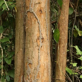 Rosewood Essential Oil 10ml Ingredients for Making Soap and Cosmetics / 로즈우드 에센셜오일 EO 10ml 비누 화장품 만들기 재료