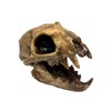 Aztec Death Whistle - Apex Predator