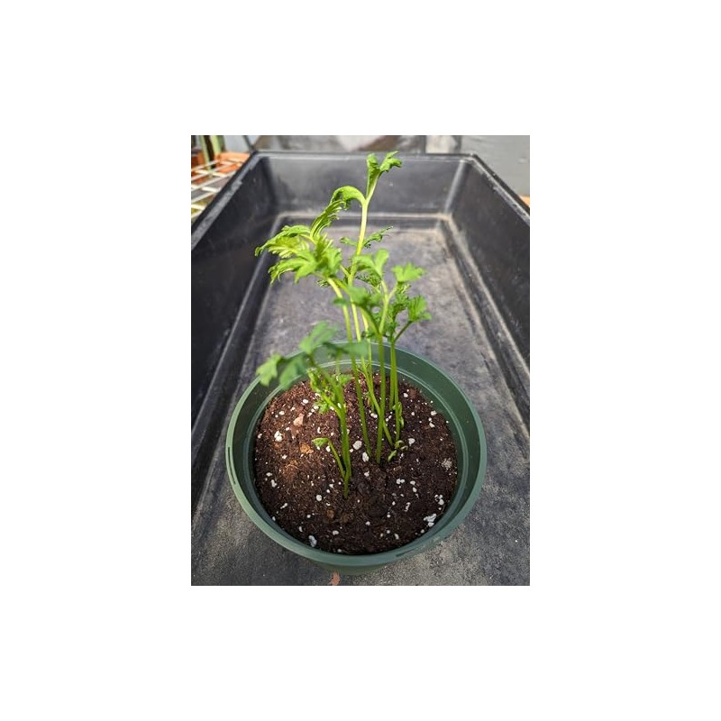 Pink Persian Buttercup 10 Bulbs 6/7cm - Ranunculus Telecote -