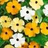Park Seed White Black-Eyed Susan Vine Thunbergia – Elegant Black