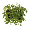 12 Creeping Fig, Live Plants – Ficus Repens – Fast-Growing