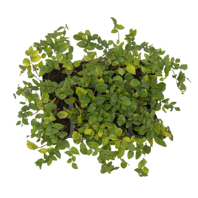 12 Creeping Fig, Live Plants – Ficus Repens – Fast-Growing