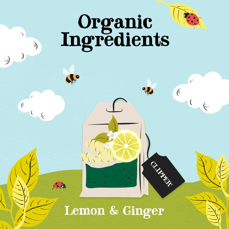 (3 PACK) - Clipper - Organic Lemon & Ginger |