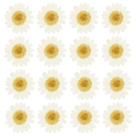 PATIKIL Pack of 48 Dried Pressed Flowers Natural Dried Daisy Flowers for DIY Crafts Home Decoration Nail Decoration, Dyed White