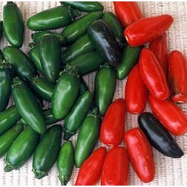 Pepper Hot Serrano Great Heirloom Vegetable by Seed Kingdom (1 OZ Seeds)