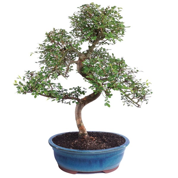 Brussel's Live Chinese Elm Outdoor Bonsai Tree - 15 Years Old; 14" to 18" Tall with Decorative Container