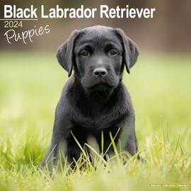 Black Labrador Puppies Calendar 2024 | Square Dog Puppy Breed Wall Calendar - 16 Month