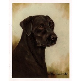Black Lab Head Study Notecards