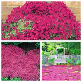 20000+ Magic Creeping Thyme Seeds for Planting Heirloom Flowers Perennial Thyme Non-GMO Thymus Serpyllum Seed Ground Cover Plants Seeds