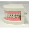 Teeth Model Teeth Model Teaching Teaching Model Small Model for