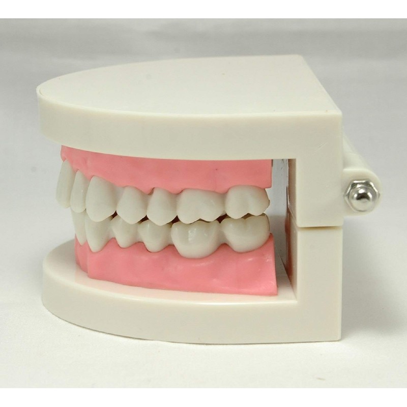 Teeth Model Teeth Model Teaching Teaching Model Small Model for