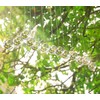 MerryNine Clear Crystal Ball Prism Sun Catcher Rainbow Pendant Manufacturer,