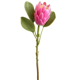 flowersbyjames Protea Stems. Hawaiian Flowers. Tropical Flowers PINK