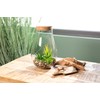 Artificial Succulent Mix in Glass with Lid 13 x 22