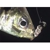 DAIWA Reel Case, Tsukiza Bijin, SW Light Jig Head SS