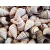 6 Real Haitian Tree Snail Shells (Striped Candy Snail) 1-2"