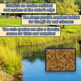 Shoreline Seed Mix -Aquatic Plant Seeds Covers Up to 4500 sqft- Grow Marginal Pond Plants
