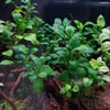 Mainam 2 Different Anubias Nana Java Fern Tropical Freshwater Live