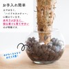 Decorative Hydroponic Pachira Plant, Miniature, Real, Hydroculture, No. 2 Size,